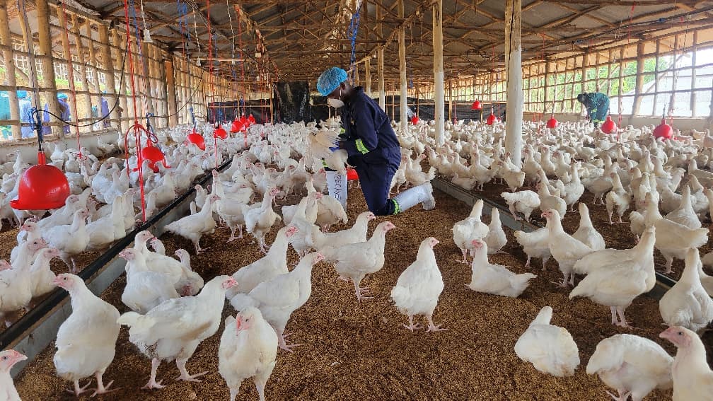 BPUL team member working inside a poultry house