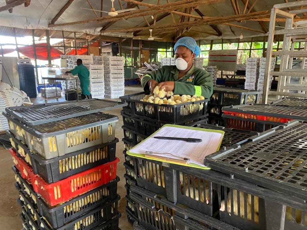 BPUL employee working in poultry operations